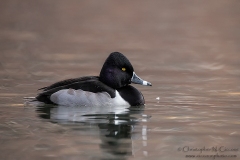 Ring-necked Duck