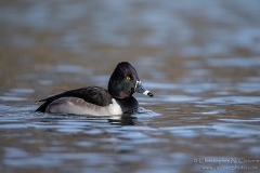 Ring-necked Duck