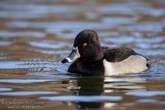 Ring-necked Duck