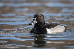 Ring-necked Duck