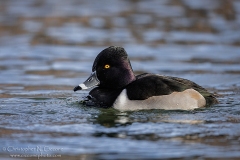 Ring-necked Duck