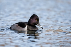 Ring-necked Duck