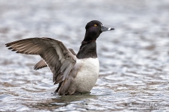 Ring-necked Duck