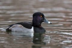 Ring-necked Duck