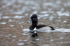 Ring-necked Duck