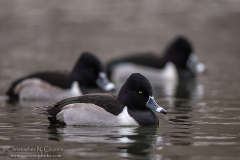 Ring-necked Duck