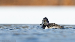 Ring-necked Duck