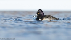 Ring-necked Duck