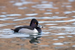 Ring-necked Duck