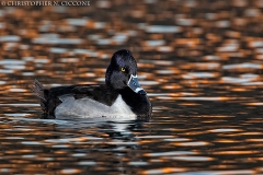 Ring-necked Duck