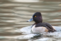 Ring-necked Duck