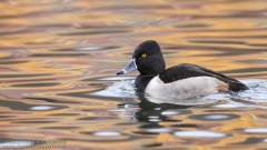 Ring-necked Duck