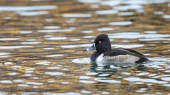 Ring-necked Duck