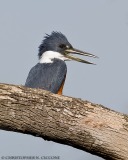 Ringed Kingfisher