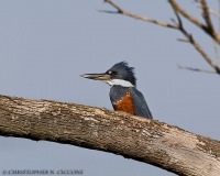 Ringed Kingfisher