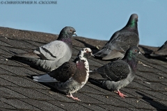 Rock Pigeon