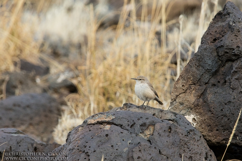 Rock Wren