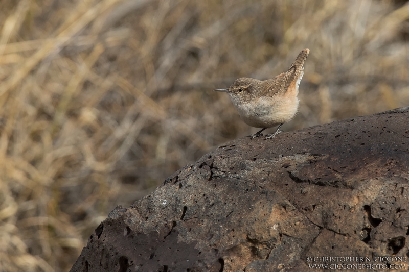 Rock Wren