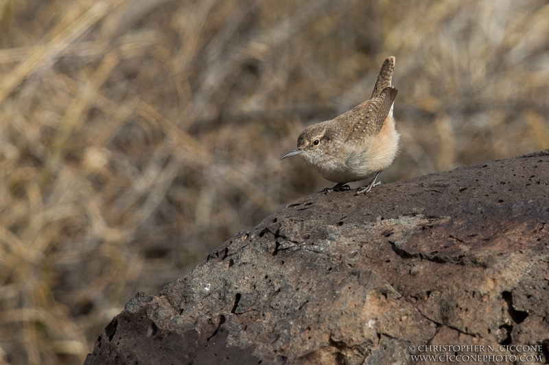 Rock Wren