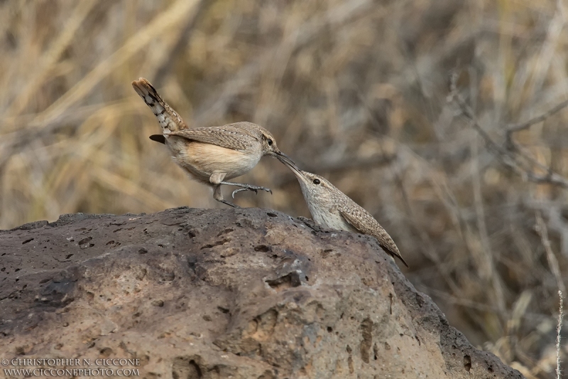 Rock Wren