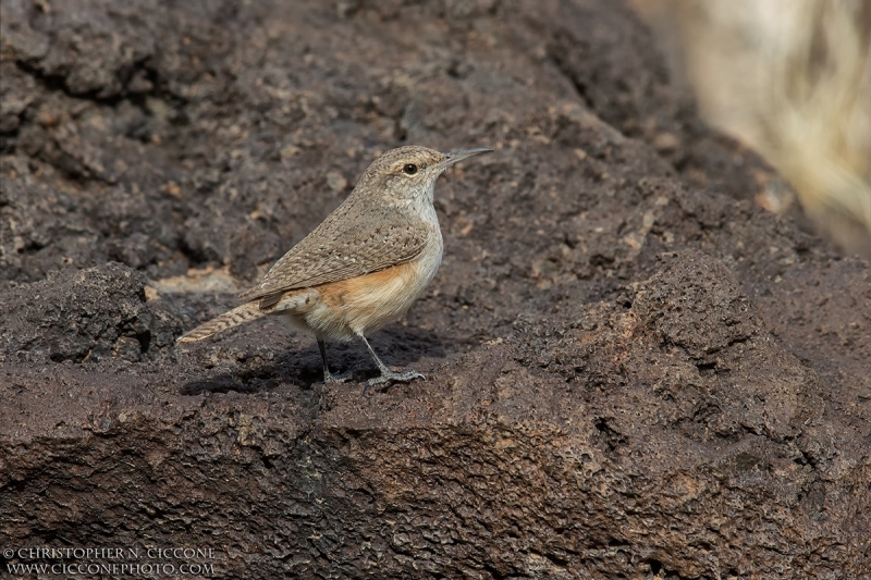 Rock Wren