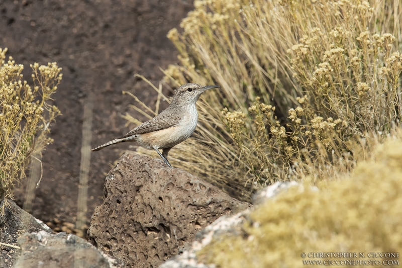 Rock Wren