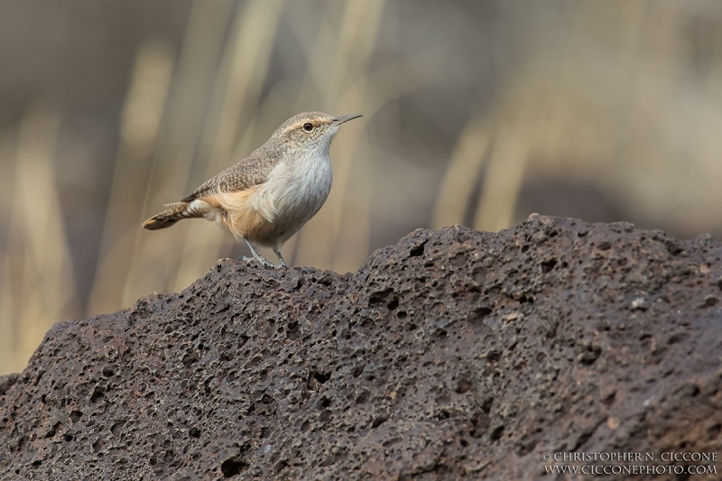 Rock Wren