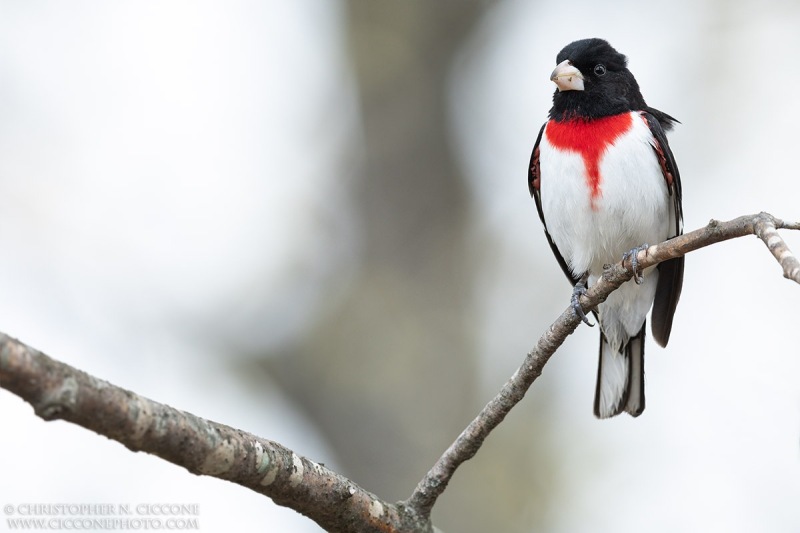 Rose-breasted Grosbeak