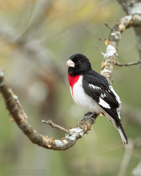 Rose-breasted Grosbeak