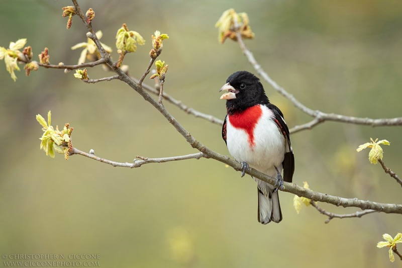 Rose-breasted Grosbeak