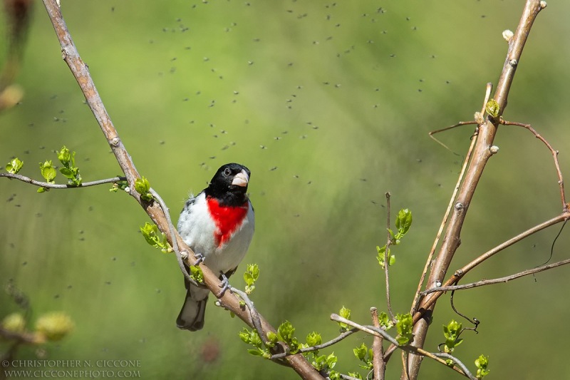 Rose-breasted Grosbeak