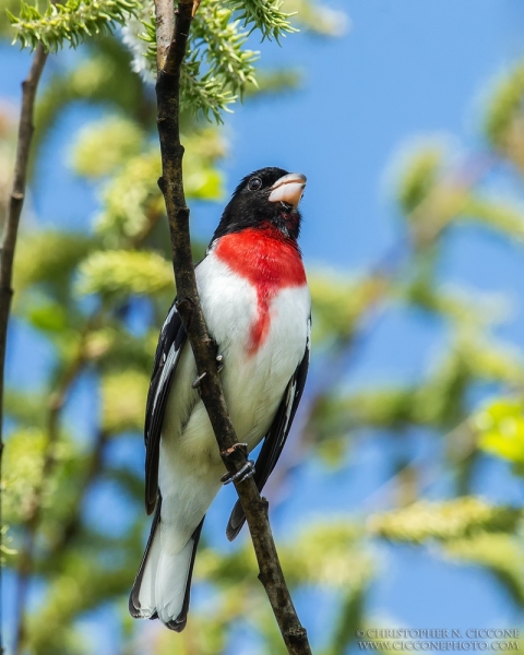 Rose-breasted Grosbeak