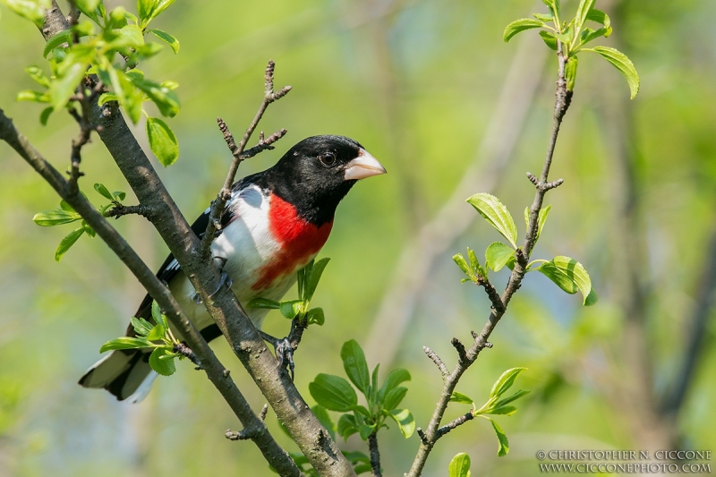 Rose-breasted Grosbeak