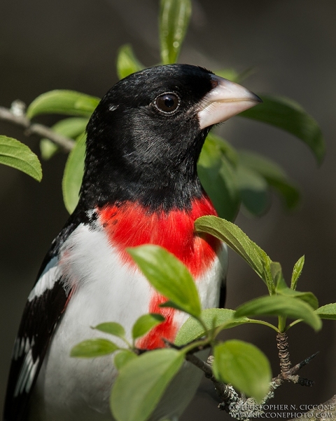 Rose-breasted Grosbeak