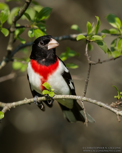 Rose-breasted Grosbeak