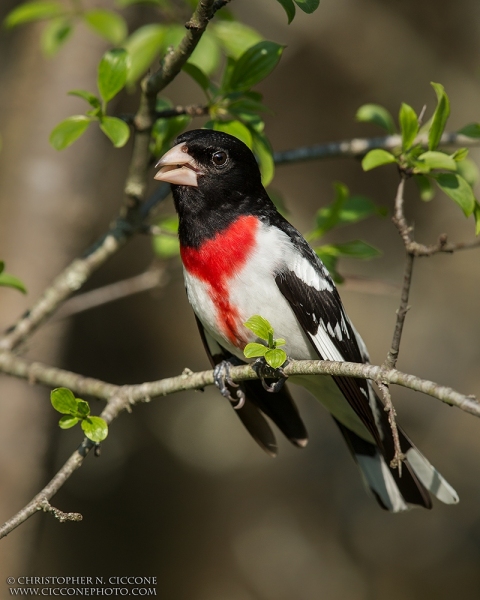 Rose-breasted Grosbeak