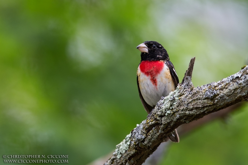 Rose-breasted Grosbeak