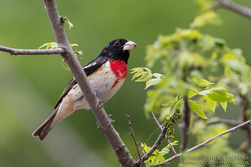 Rose-breasted Grosbeak