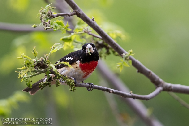 Rose-breasted Grosbeak