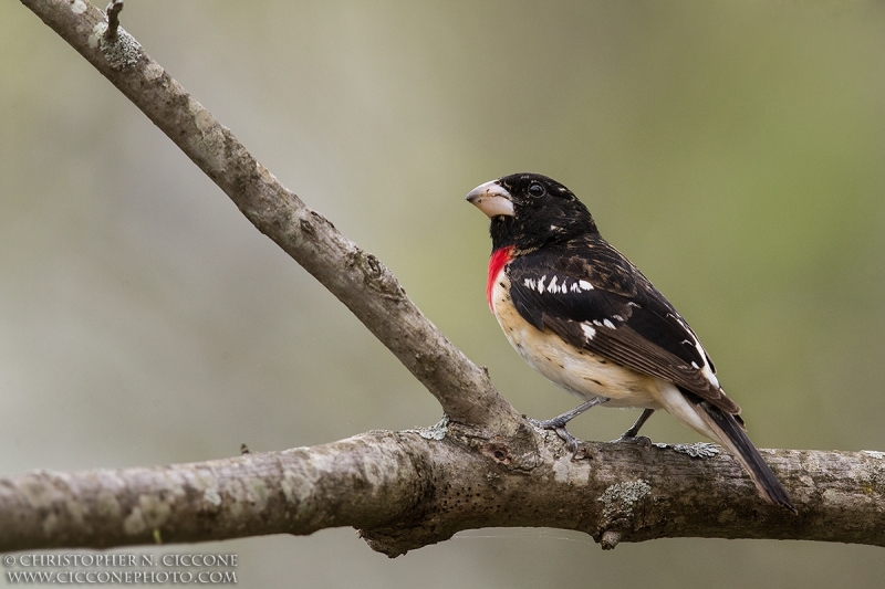 Rose-breasted Grosbeak