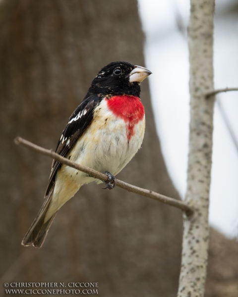 Rose-breasted Grosbeak