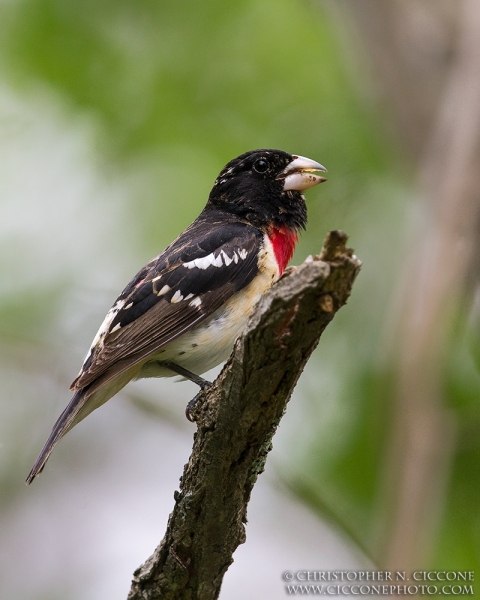 Rose-breasted Grosbeak