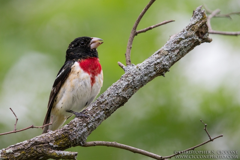 Rose-breasted Grosbeak