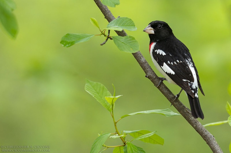 Rose-breasted Grosbeak