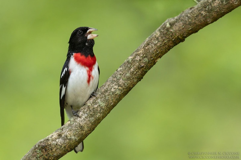 Rose-breasted Grosbeak