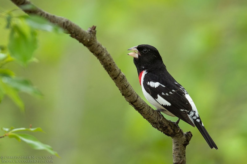 Rose-breasted Grosbeak