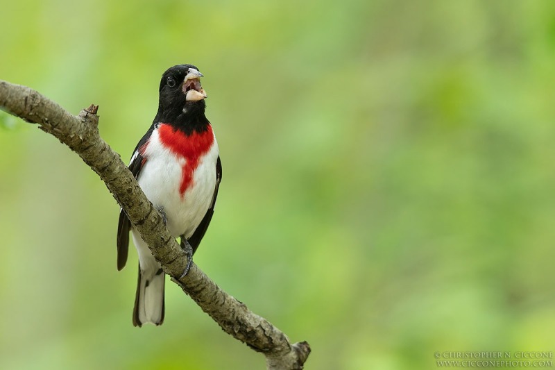 Rose-breasted Grosbeak