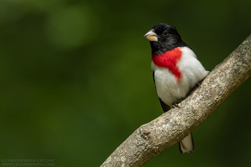 Rose-breasted Grosbeak