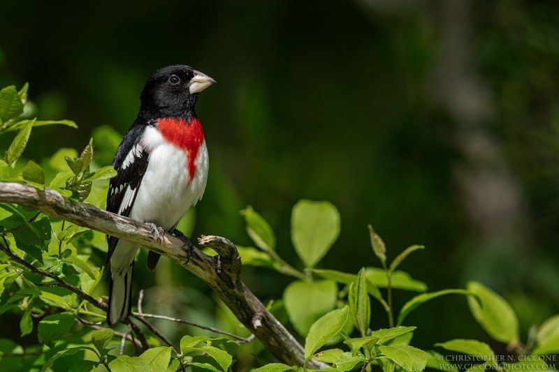 Rose-breasted Grosbeak