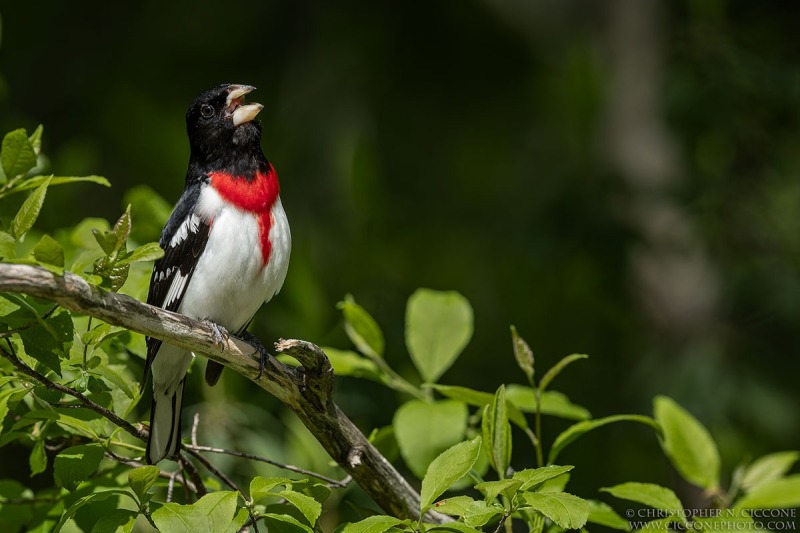 Rose-breasted Grosbeak